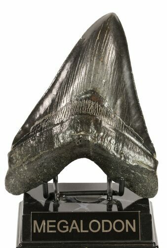 Huge, Fossil Megalodon Tooth #58471